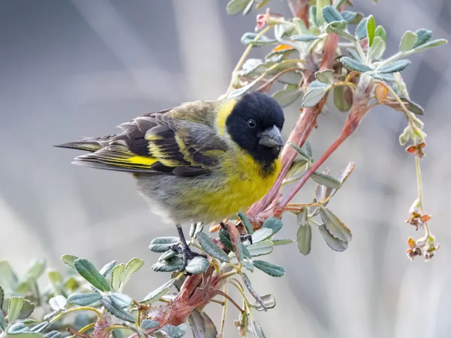 File:Spinus crassirostris 192955926 (cropped).jpg