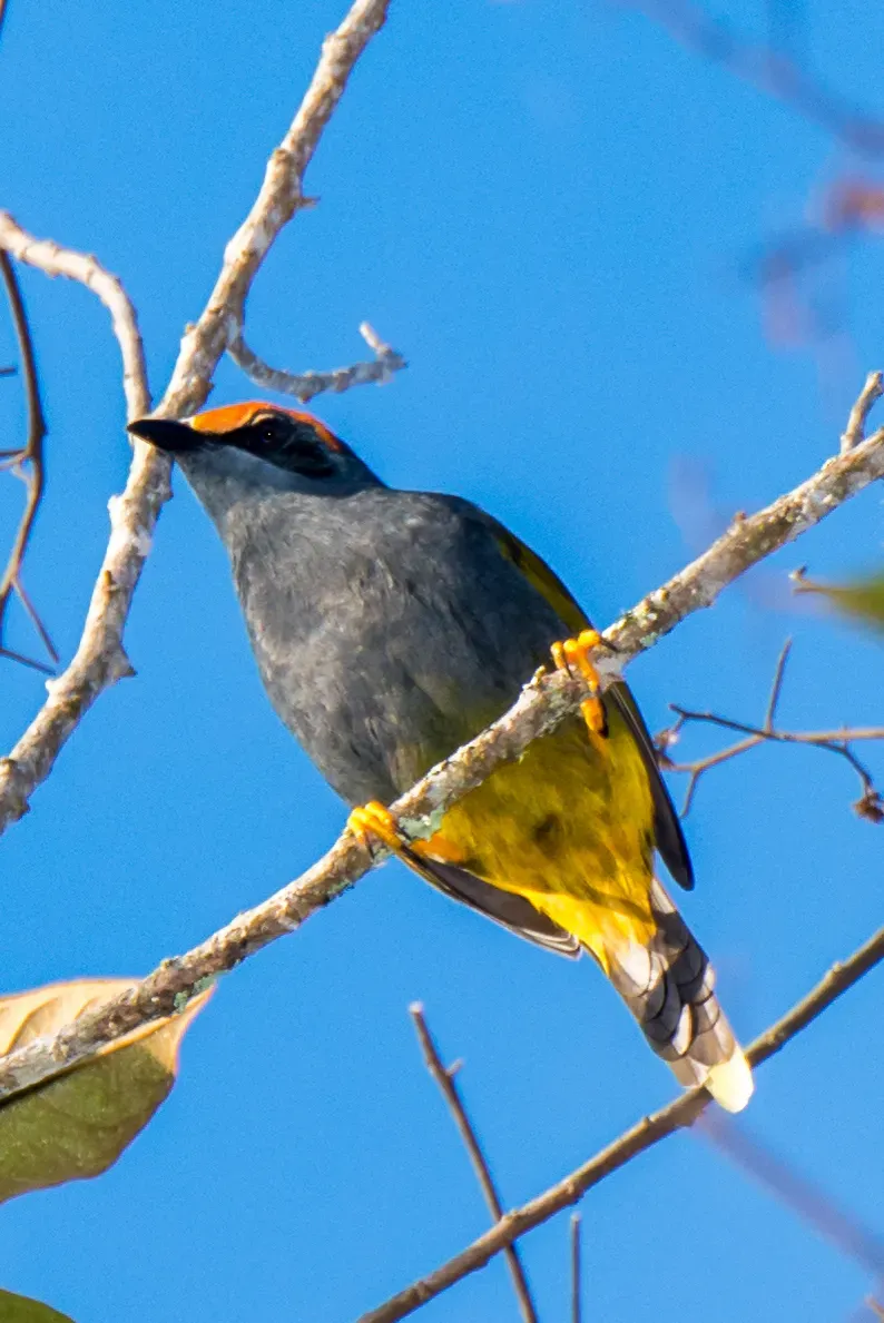 File:Enodes erythrophris 64408642.jpg