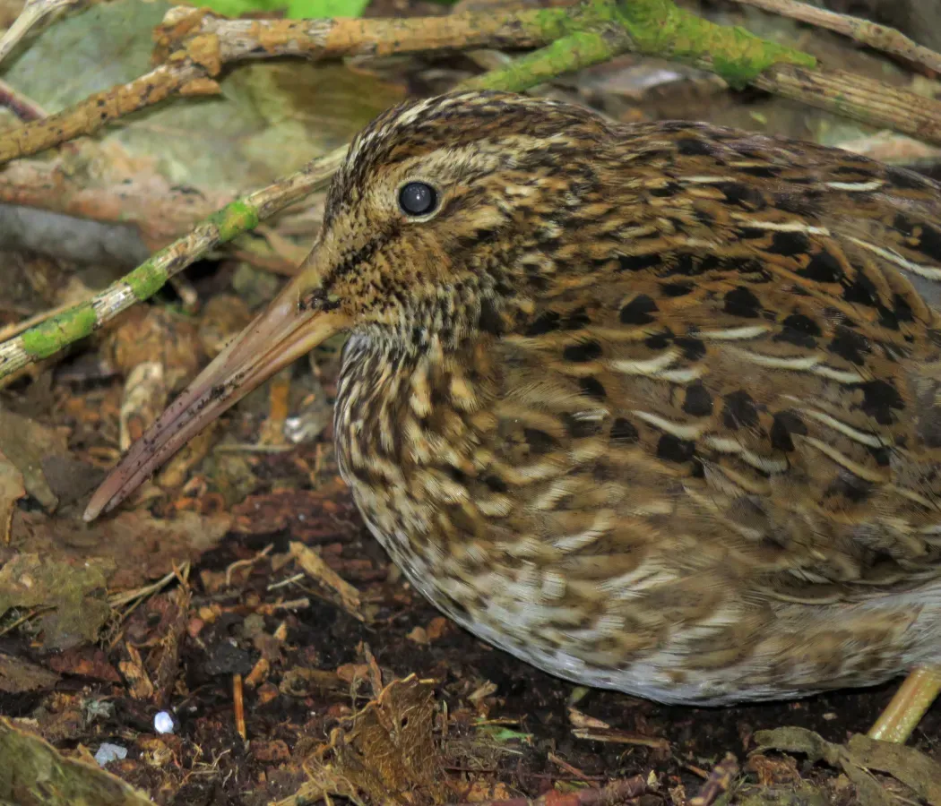 File:Coenocorypha pusilla 2269721.jpg