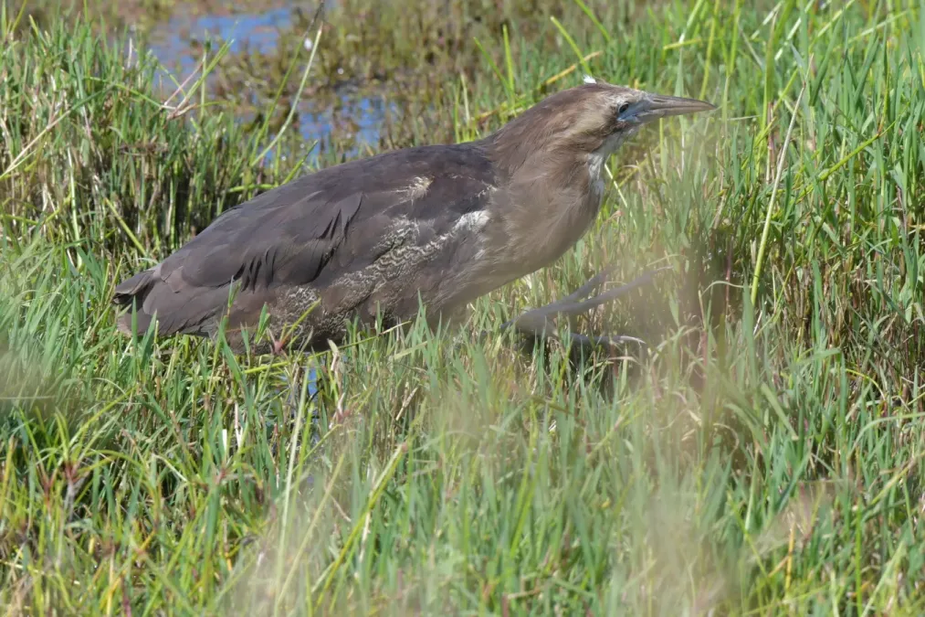File:Botaurus poiciloptilus 109284600.jpg