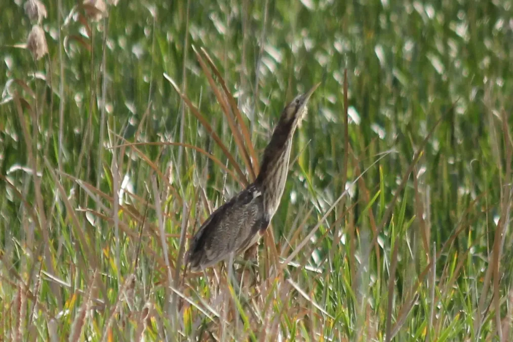 File:Botaurus poiciloptilus 26830556.jpg