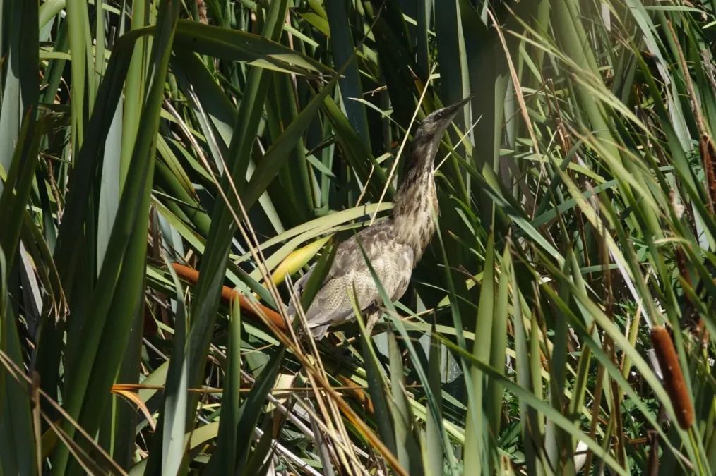 File:Botaurus poiciloptilus 62467863.jpg