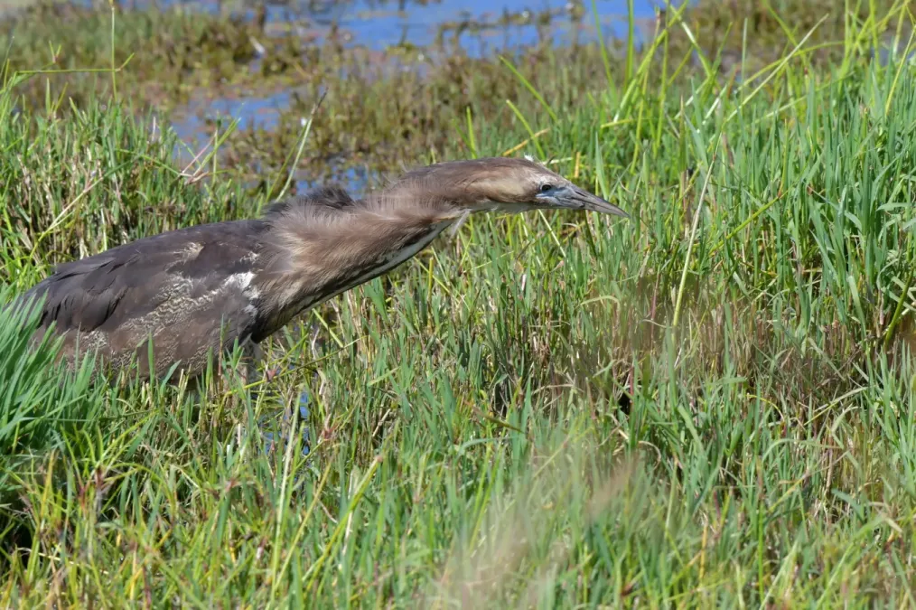 File:Botaurus poiciloptilus 109284592.jpg