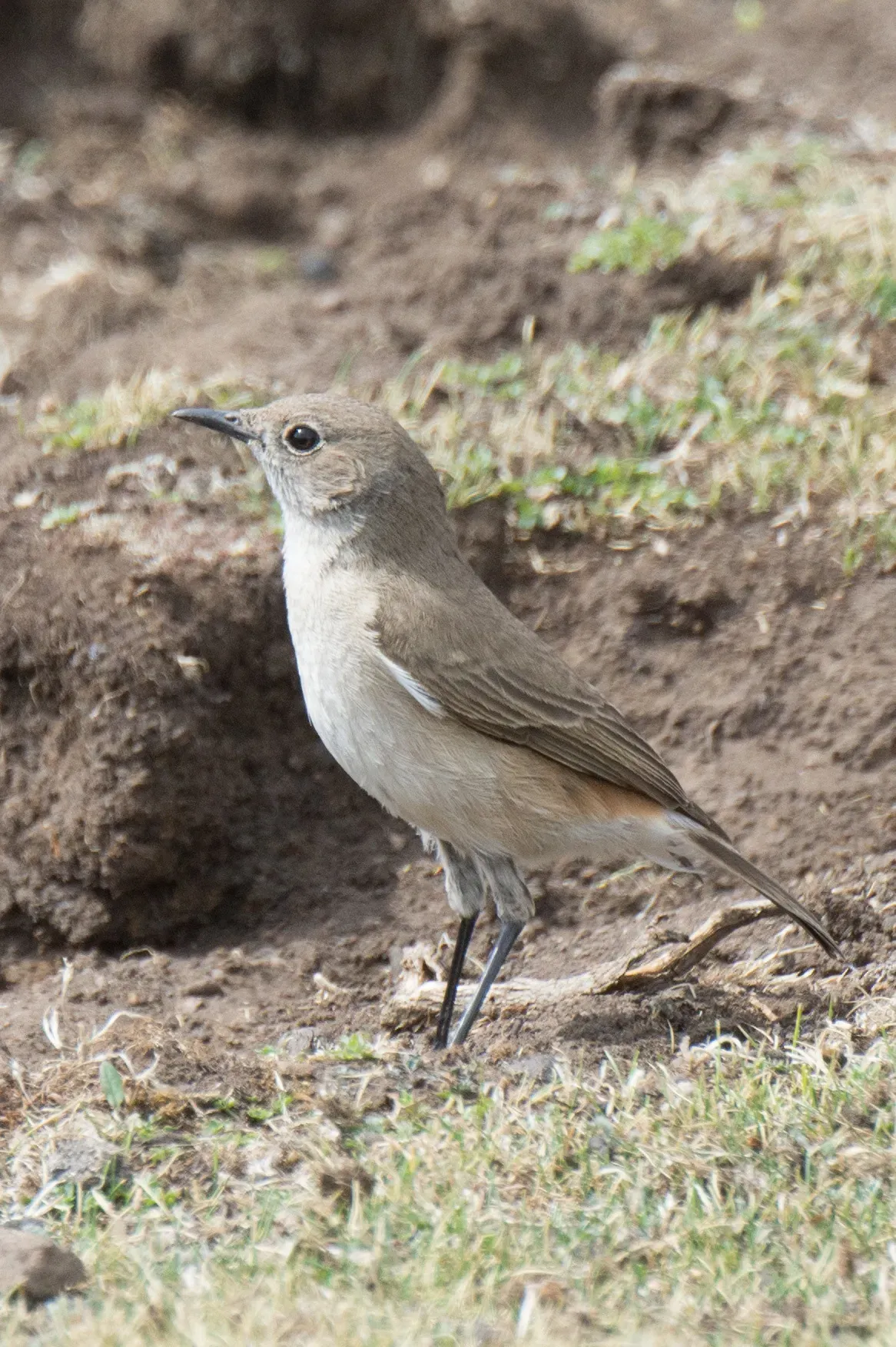 File:Emarginata sinuata 64725841.jpg