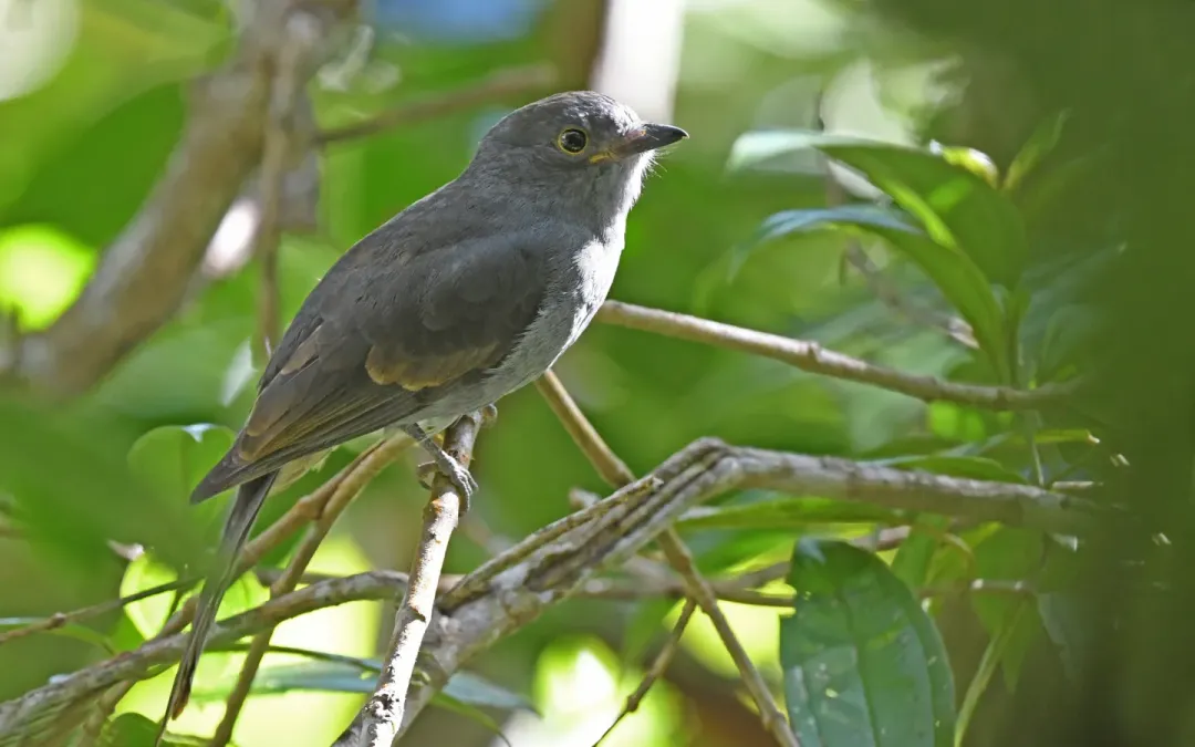 File:Lipaugus weberi 237331331.jpg