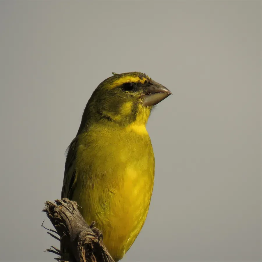File:Crithagra sulphurata sulphurata 87542205.jpg