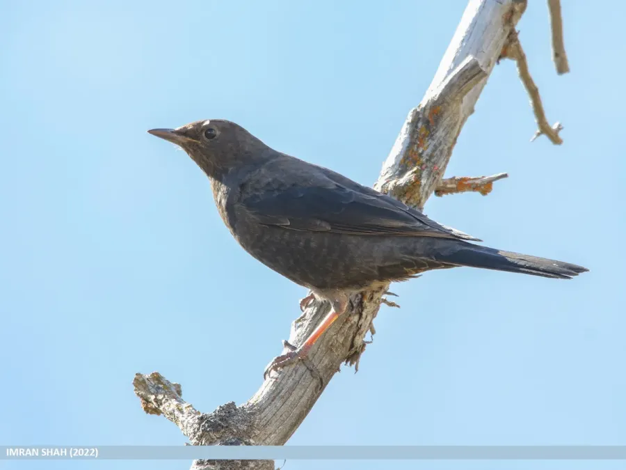 File:Tibetan Blackbird (Turdus maximus).jpg