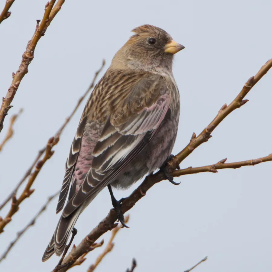 File:Leucosticte arctoa on branch.jpg