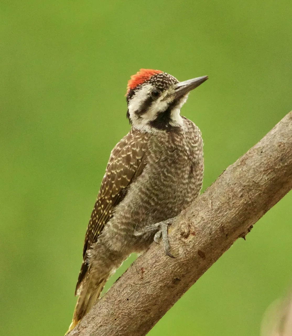 File:Chloropicus namaquus namaquus 13518437.jpg