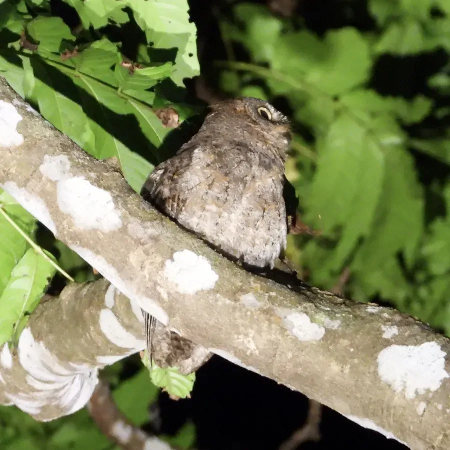 File:Otus elegans botelensis 216595201.jpg