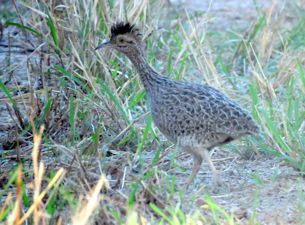 File:Nothoprocta cinerascens 27164555.jpg