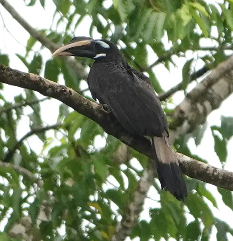 File:Anorrhinus galeritus 228925764.jpg