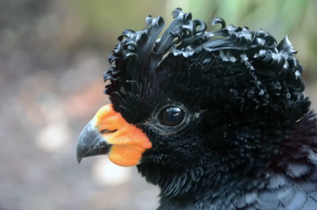 File:Crax blumenbachii -Chester Zoo, England -male-8a.jpg