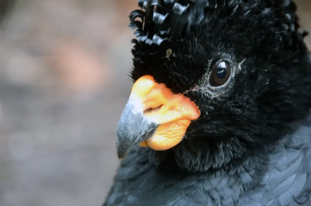 File:Crax blumenbachii -Chester Zoo, England -male-8a (1).jpg