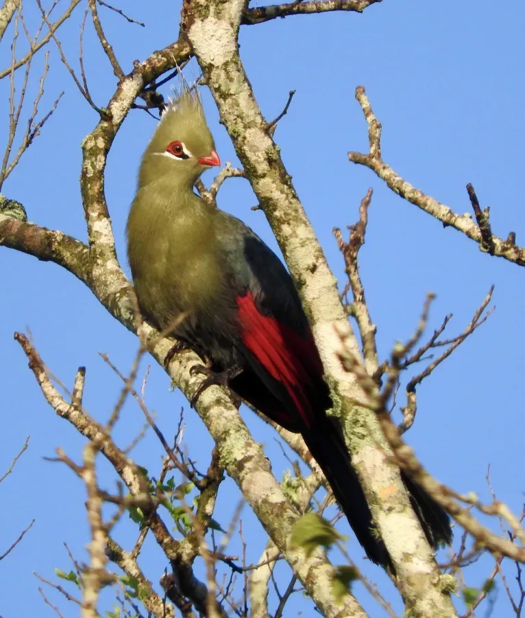 File:Tauraco livingstonii 62514592.jpg