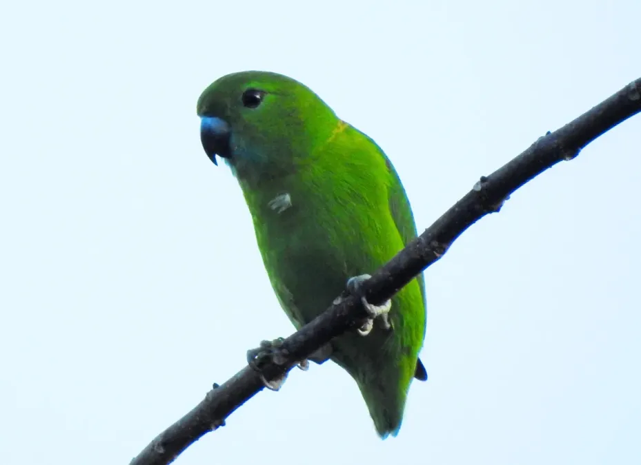 File:Bolbopsittacus lunulatus 29063152.jpg
