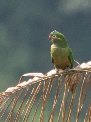 File:Leptosittaca branickii 63831466.jpg