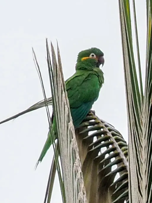 File:Leptosittaca branickii 63997172.jpg