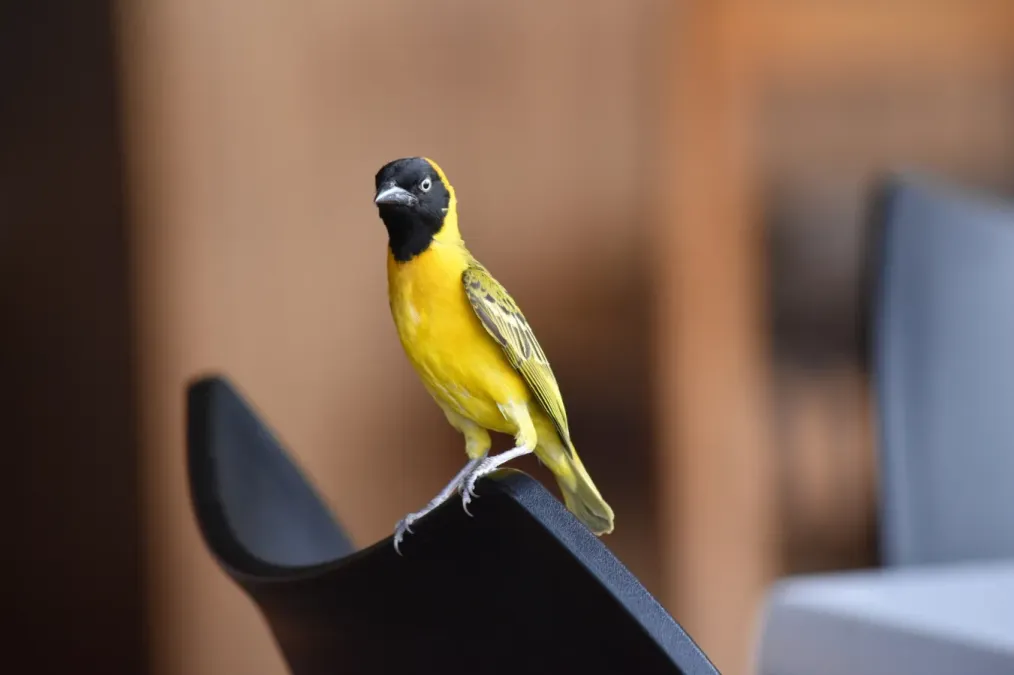 File:Ploceus intermedius 166079197.jpg