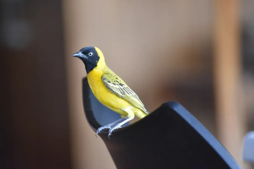 File:Ploceus intermedius 166079262.jpg
