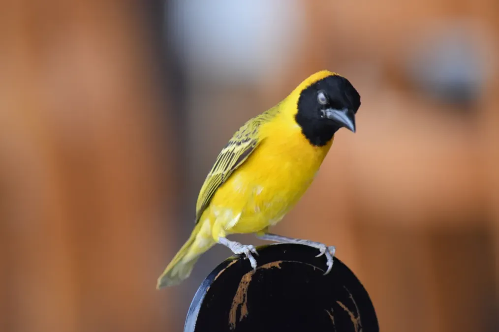 File:Ploceus intermedius 166079150.jpg