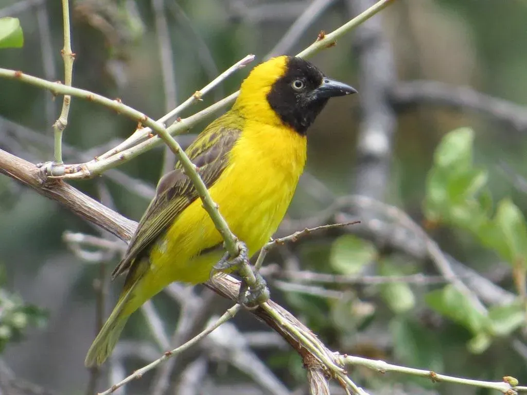 File:Ploceus intermedius 63991481.jpg