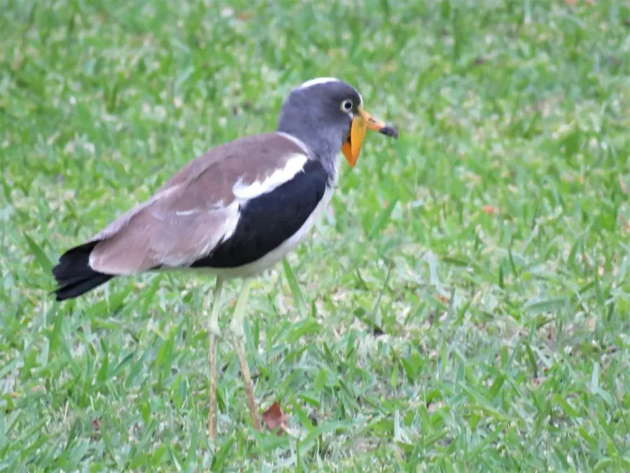 File:Vanellus albiceps 223887239.jpg