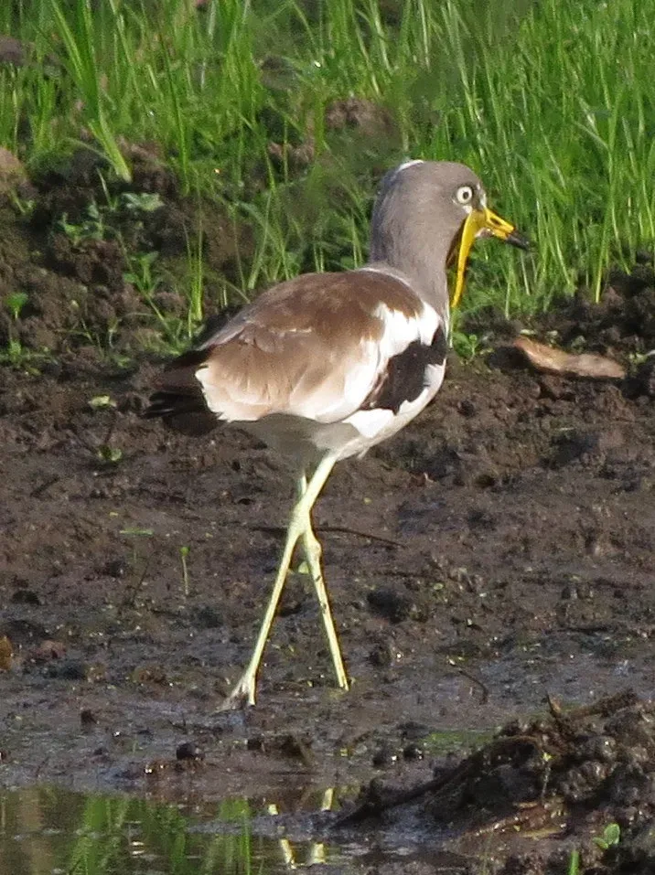 File:Vanellus albiceps 37720640.jpg