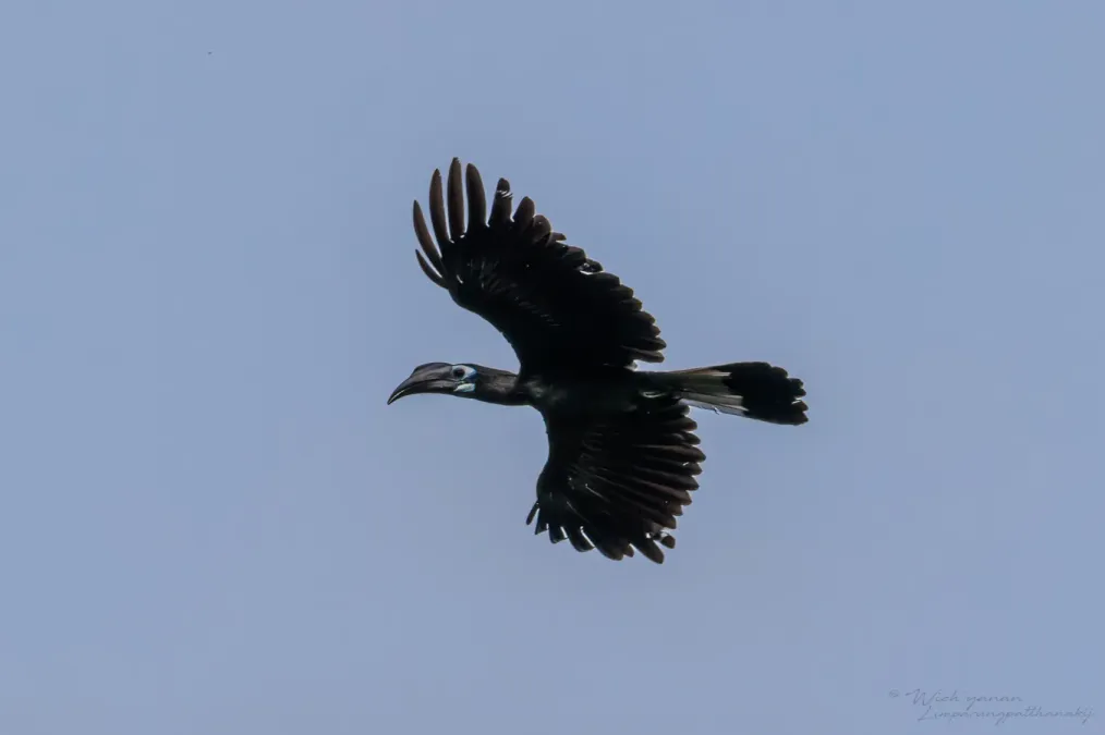 File:Anorrhinus galeritus 215483379.jpg
