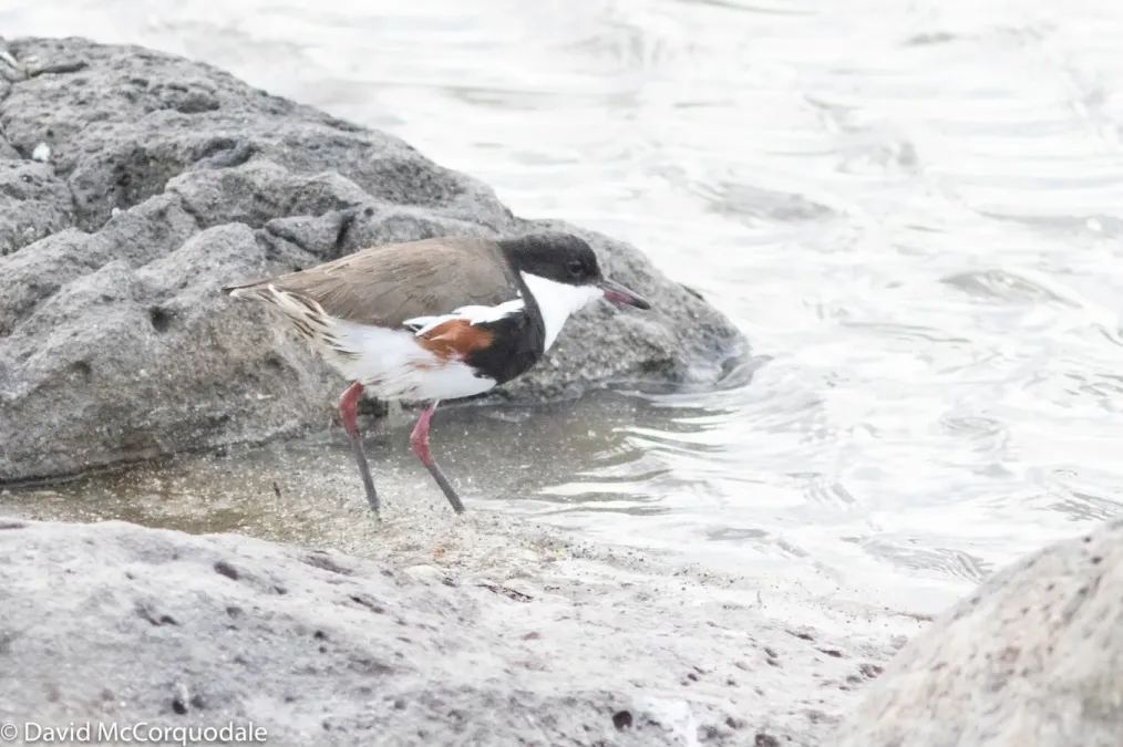File:Erythrogonys cinctus 28336468.jpg