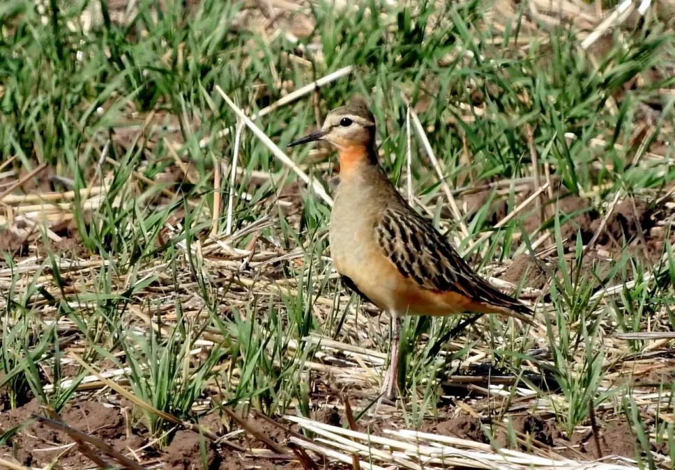 File:Oreopholus ruficollis, Pehuen-co, Buenos Aires Province, Argentina 117352887.jpg
