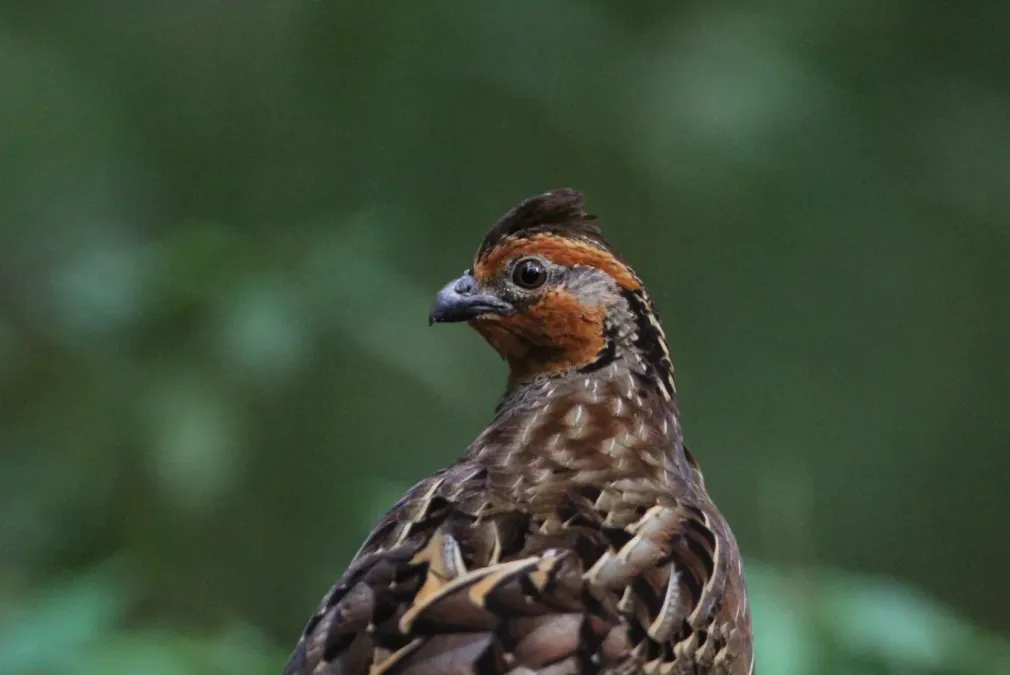 File:Dactylortyx thoracicus 93128650.jpg