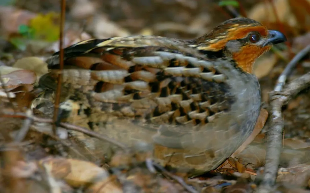 File:Dactylortyx thoracicus 417457.jpg