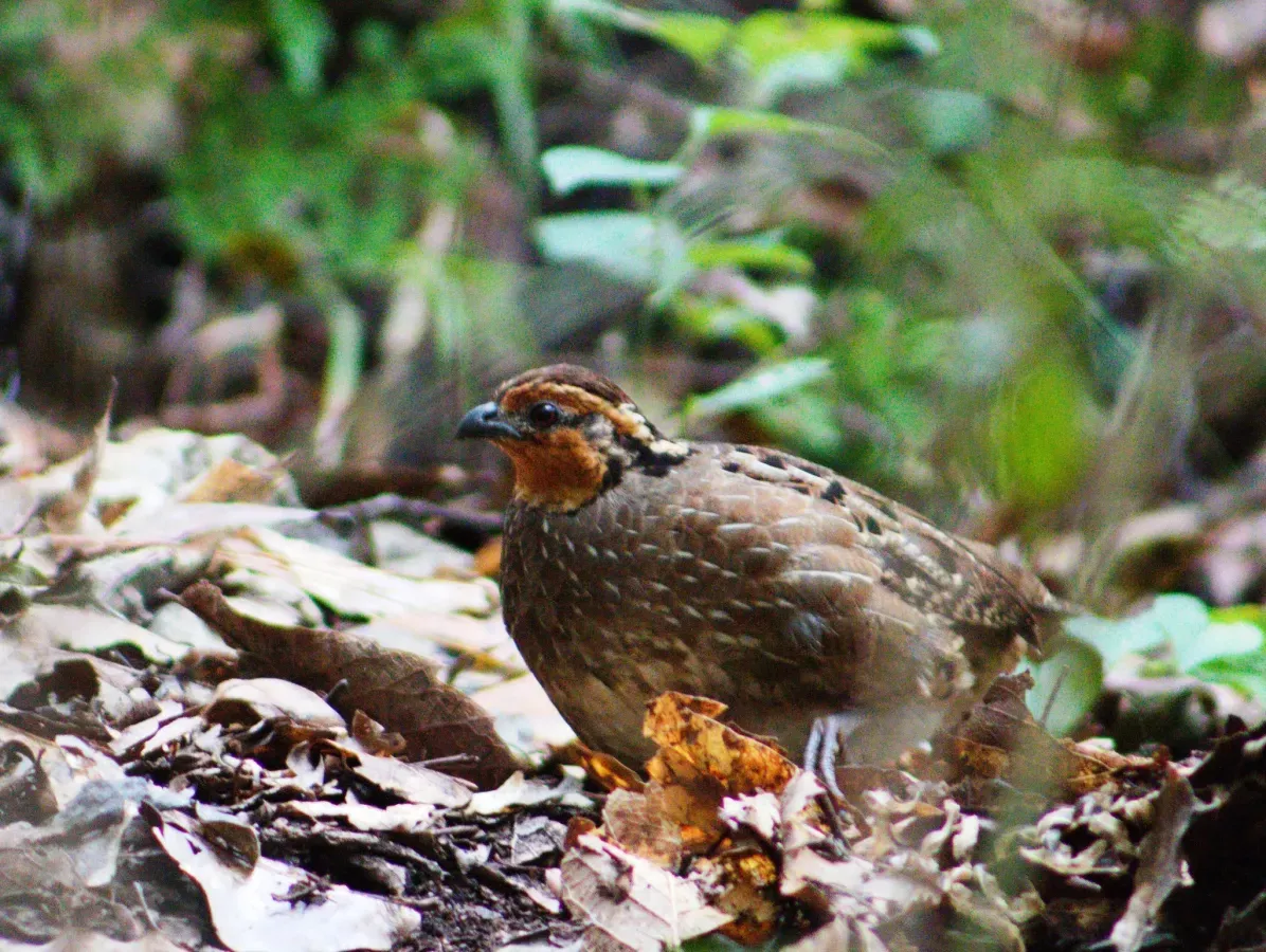 File:Dactylortyx thoracicus 62389731.jpg