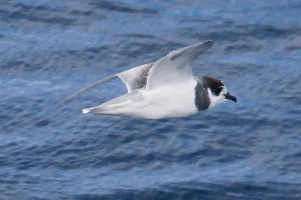 File:Halobaena caerulea 181359287.jpg