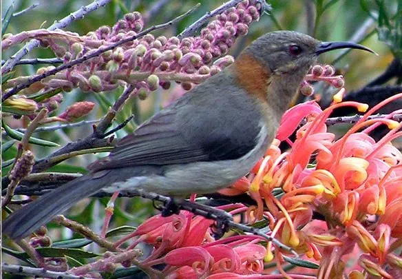 File:Acanthorhynchus superciliosus 2.jpg