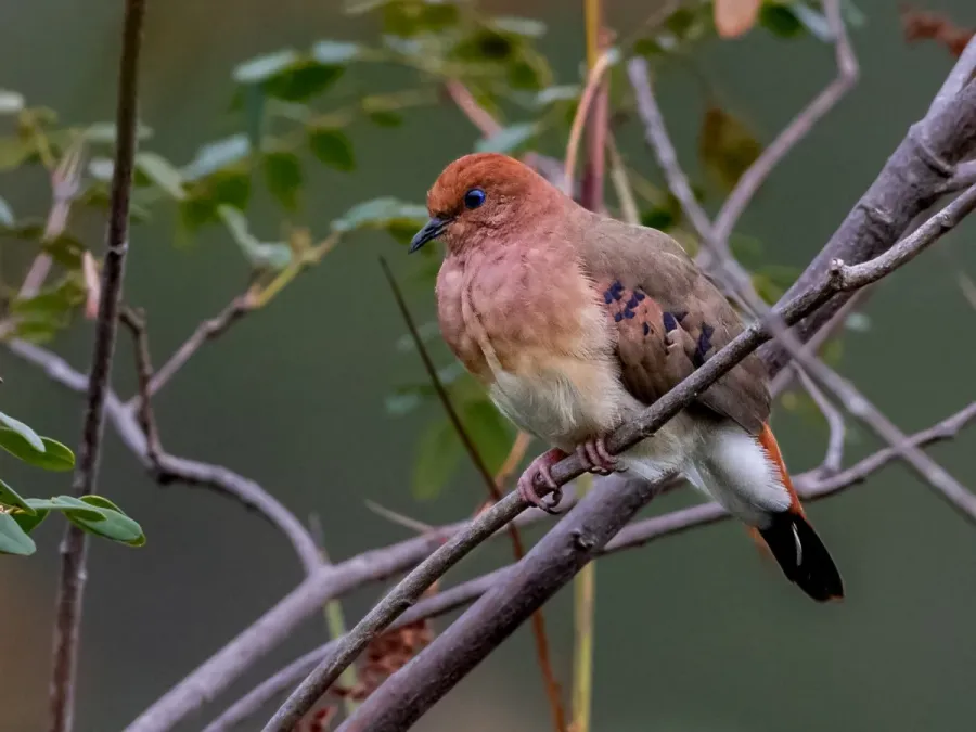 File:Columbina cyanopis Blue-eyed Ground Dove; Rolinha do Planalto Natural Reserve, Botumirim, Minas Gerais, Brazil 02.jpg
