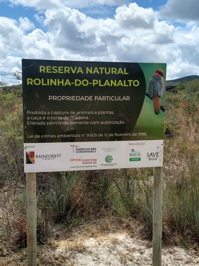 File:Columbina cyanopis Natural reserve, Botumirim, Minas Gerais, Brazil.jpg