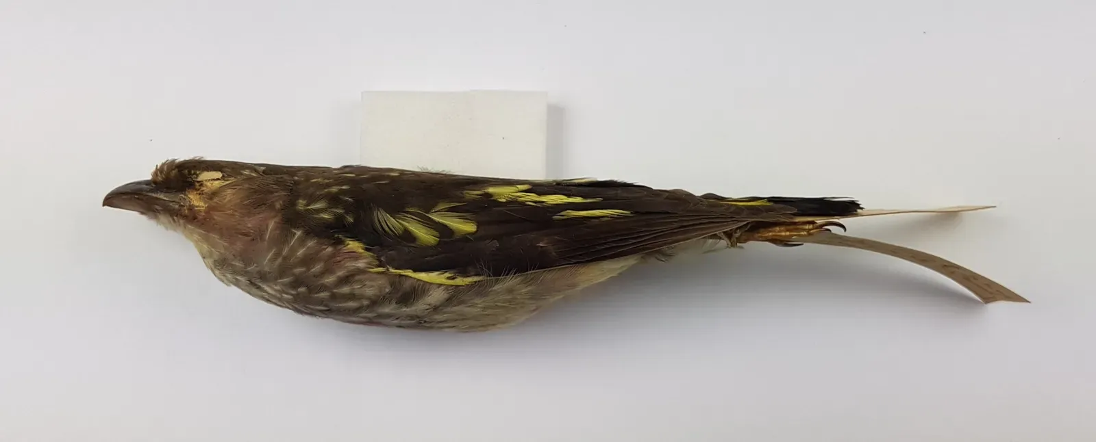 File:Banded Broadbill Eurylaimus javanicus Horsfield, 1821 (NML-VZ 31.12.14.56a) collected at ‘Kao Nawng’, Surat Thani, Thailand on 1913-07-21.jpg