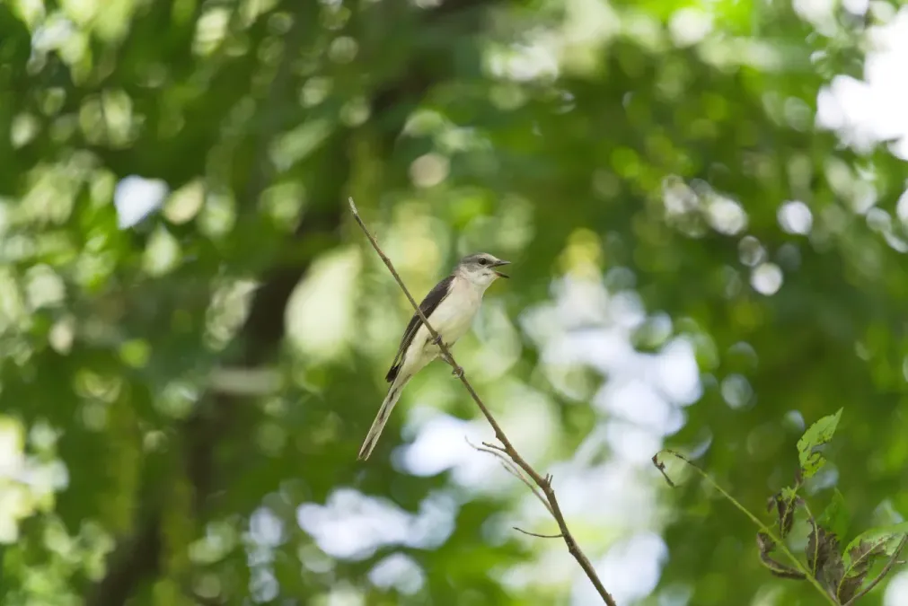 File:Pericrocotus cantonensis.jpg