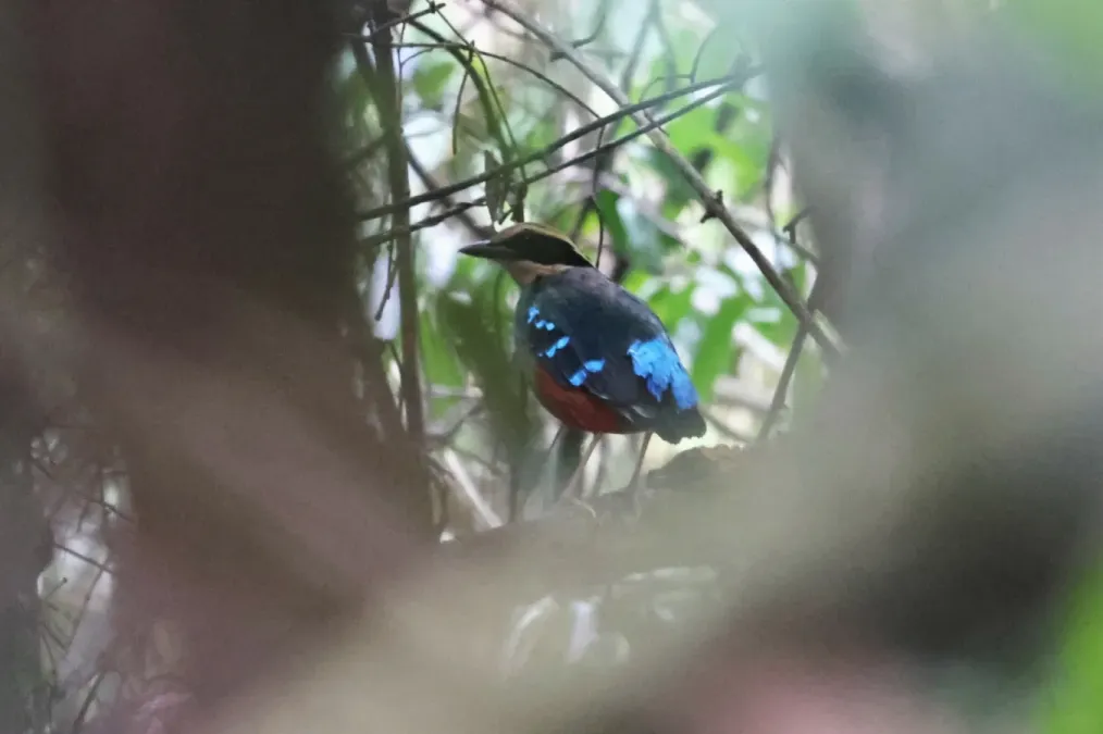File:Pitta reichenowi 259321299.jpg