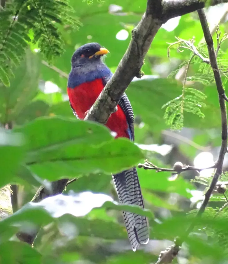 File:Apaloderma vittatum 43581623.jpg