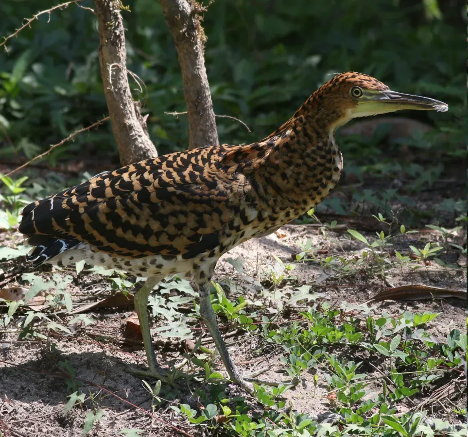 File:Tigrisoma fasciatum 114467780.jpg