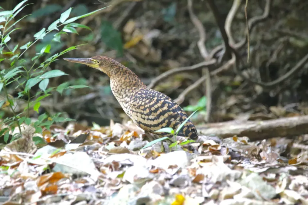 File:Tigrisoma fasciatum 58610109.jpg