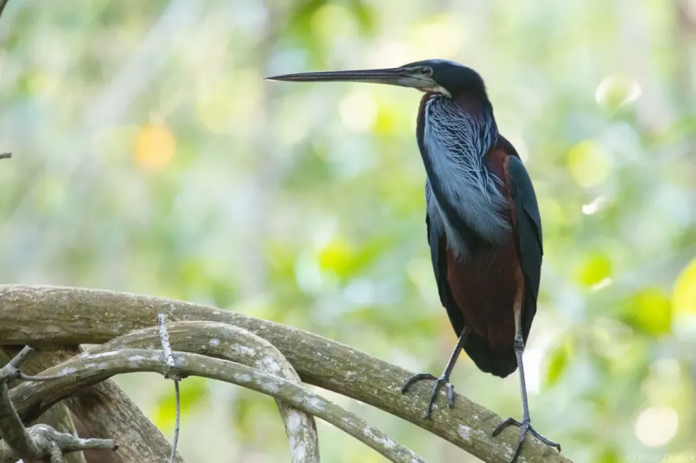 File:Agamia agami 69065738.jpg