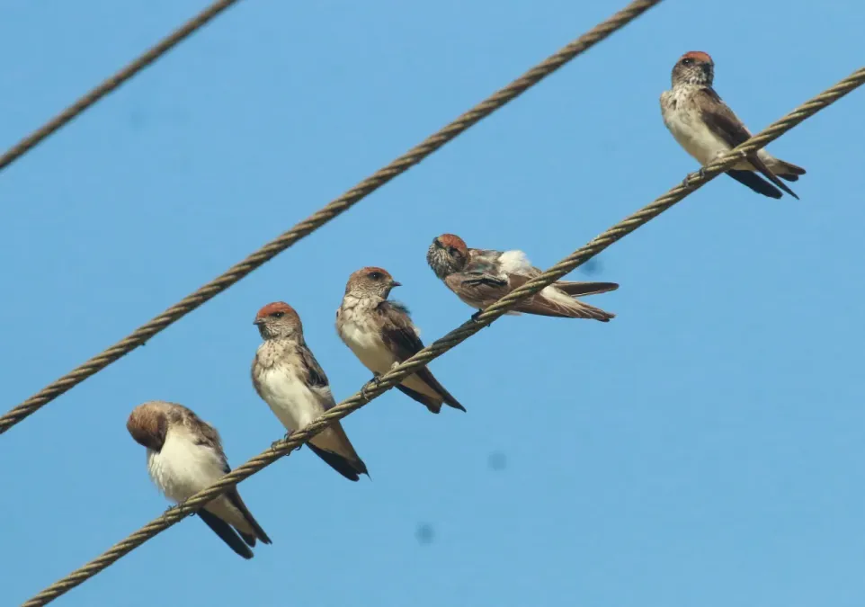 File:Streak-throated swallow ,Petrochelidon fluvicola.jpg