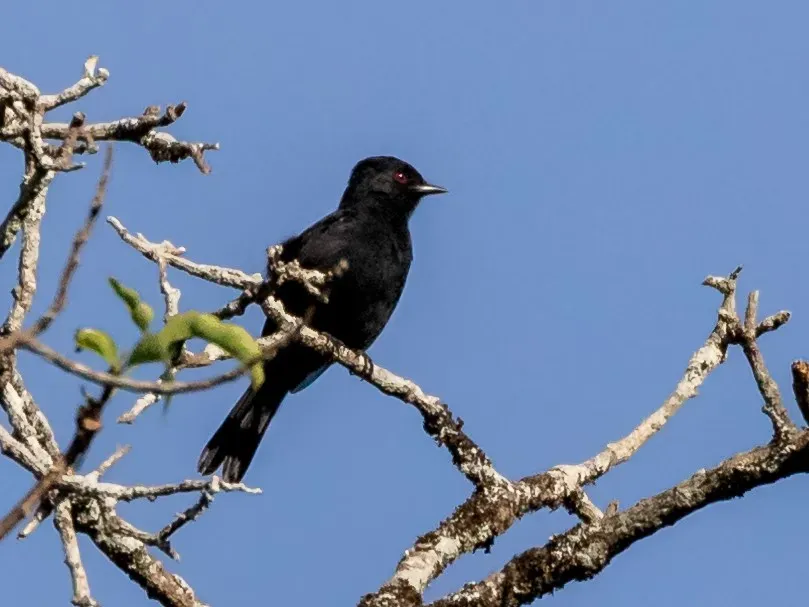File:Knipolegus franciscanus Caatinga Black-Tyrant (male), Lapa Grande State Park, Montes Claros, Minas Gerais, Brazil.jpg