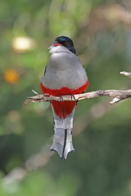 File:Priotelus temnurus 104127233.jpg