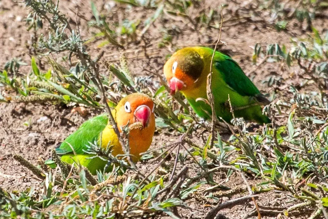File:Agapornis fischeri 230471604.jpg