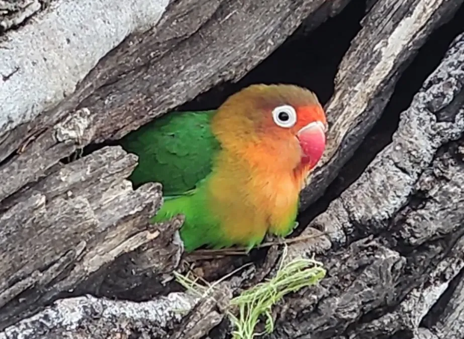 File:Agapornis fischeri 104443076.jpg